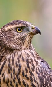 Preview wallpaper hawk, bird, beak, feathers, blur