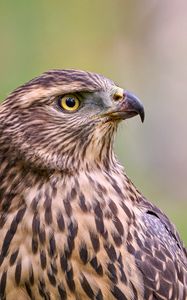 Preview wallpaper hawk, bird, beak, feathers, blur