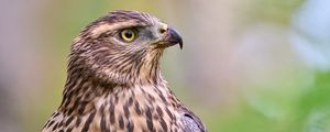 Preview wallpaper hawk, bird, beak, feathers, blur