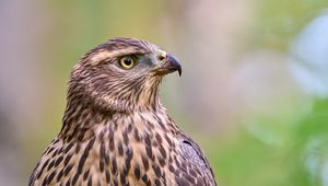 Preview wallpaper hawk, bird, beak, feathers, blur
