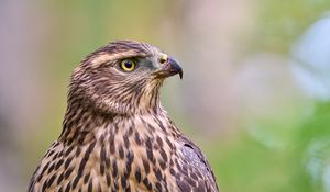 Preview wallpaper hawk, bird, beak, feathers, blur