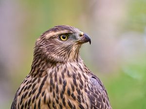 Preview wallpaper hawk, bird, beak, feathers, blur