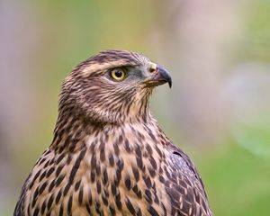 Preview wallpaper hawk, bird, beak, feathers, blur