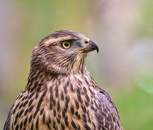 Preview wallpaper hawk, bird, beak, feathers, blur