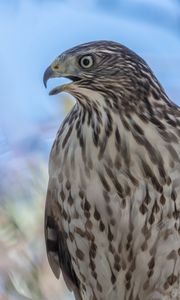 Preview wallpaper hawk, bird, beak, wildlife