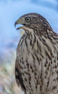 Preview wallpaper hawk, bird, beak, wildlife