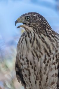 Preview wallpaper hawk, bird, beak, wildlife