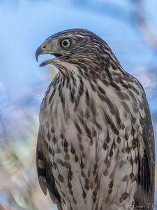 Preview wallpaper hawk, bird, beak, wildlife