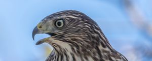 Preview wallpaper hawk, bird, beak, wildlife