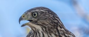 Preview wallpaper hawk, bird, beak, wildlife