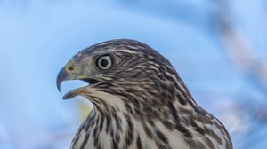 Preview wallpaper hawk, bird, beak, wildlife