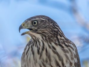 Preview wallpaper hawk, bird, beak, wildlife