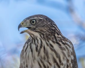 Preview wallpaper hawk, bird, beak, wildlife