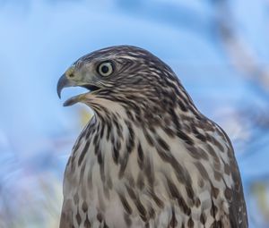 Preview wallpaper hawk, bird, beak, wildlife