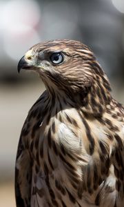Preview wallpaper hawk, bird, beak, feathers
