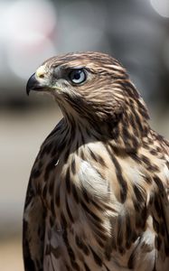 Preview wallpaper hawk, bird, beak, feathers