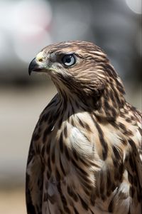 Preview wallpaper hawk, bird, beak, feathers