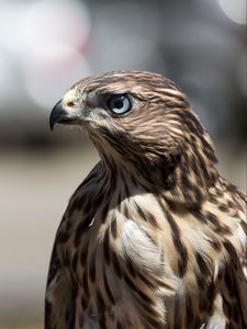 Preview wallpaper hawk, bird, beak, feathers