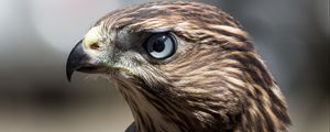 Preview wallpaper hawk, bird, beak, feathers