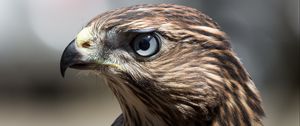 Preview wallpaper hawk, bird, beak, feathers
