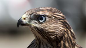 Preview wallpaper hawk, bird, beak, feathers