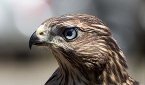 Preview wallpaper hawk, bird, beak, feathers