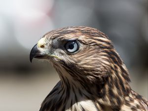 Preview wallpaper hawk, bird, beak, feathers