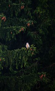 Preview wallpaper hawk, bird, branch, tree, spruce, cones