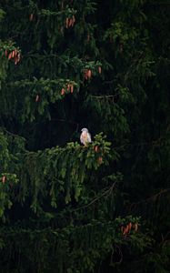 Preview wallpaper hawk, bird, branch, tree, spruce, cones