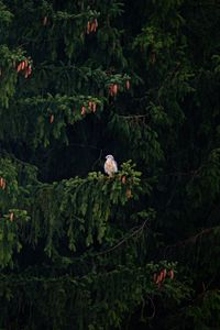 Preview wallpaper hawk, bird, branch, tree, spruce, cones