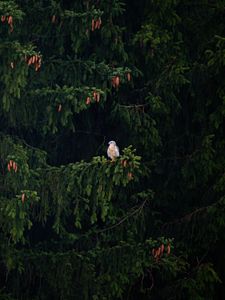 Preview wallpaper hawk, bird, branch, tree, spruce, cones