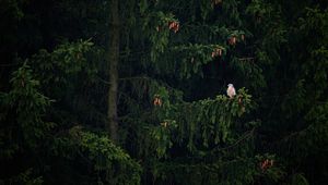 Preview wallpaper hawk, bird, branch, tree, spruce, cones