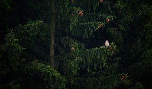 Preview wallpaper hawk, bird, branch, tree, spruce, cones