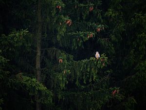 Preview wallpaper hawk, bird, branch, tree, spruce, cones