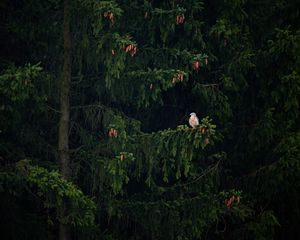 Preview wallpaper hawk, bird, branch, tree, spruce, cones