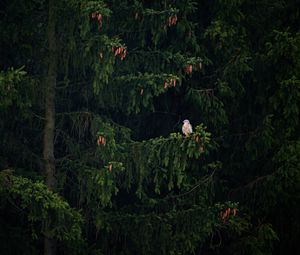 Preview wallpaper hawk, bird, branch, tree, spruce, cones