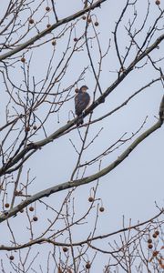 Preview wallpaper hawk, bird, branch, tree, sky