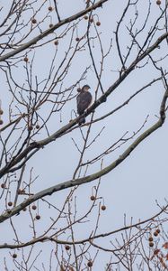 Preview wallpaper hawk, bird, branch, tree, sky