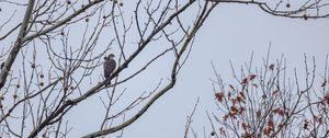 Preview wallpaper hawk, bird, branch, tree, sky