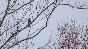 Preview wallpaper hawk, bird, branch, tree, sky