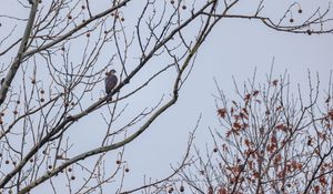 Preview wallpaper hawk, bird, branch, tree, sky