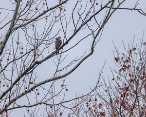 Preview wallpaper hawk, bird, branch, tree, sky