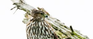 Preview wallpaper hawk, bird, branch, tree, white background