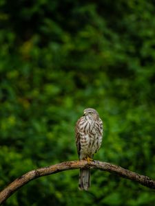 Preview wallpaper hawk, bird, branch, predator