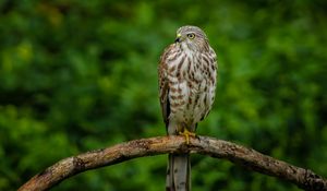 Preview wallpaper hawk, bird, branch, predator