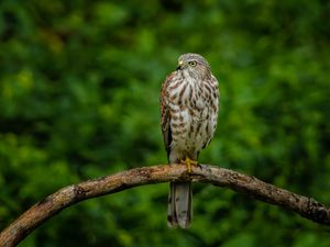 Preview wallpaper hawk, bird, branch, predator