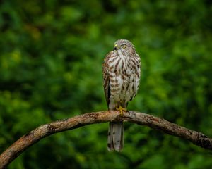 Preview wallpaper hawk, bird, branch, predator