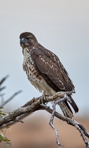 Preview wallpaper hawk, bird, branch, predator, wildlife
