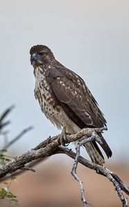 Preview wallpaper hawk, bird, branch, predator, wildlife