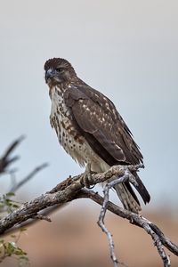 Preview wallpaper hawk, bird, branch, predator, wildlife